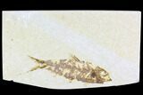 Bargain, Fossil Fish Plate (Knightia) - Wyoming #108296-1